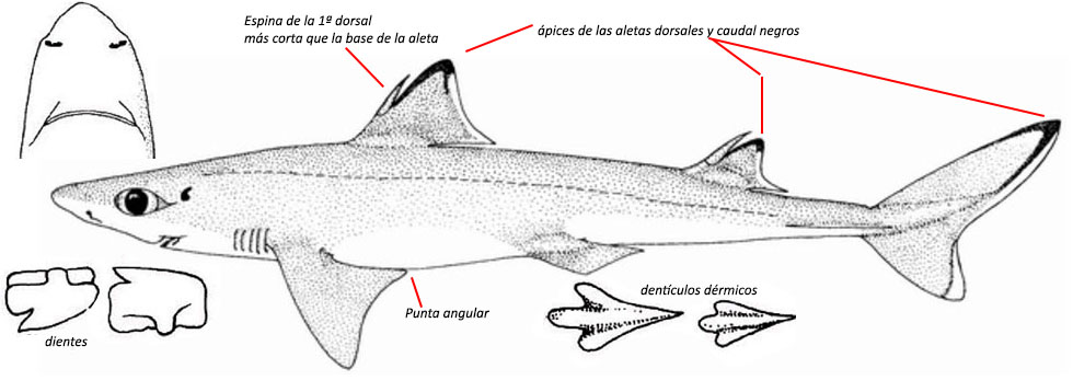 squalus megalops_01_bis.jpg